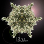fractales-B.E.L. Logo-Destello