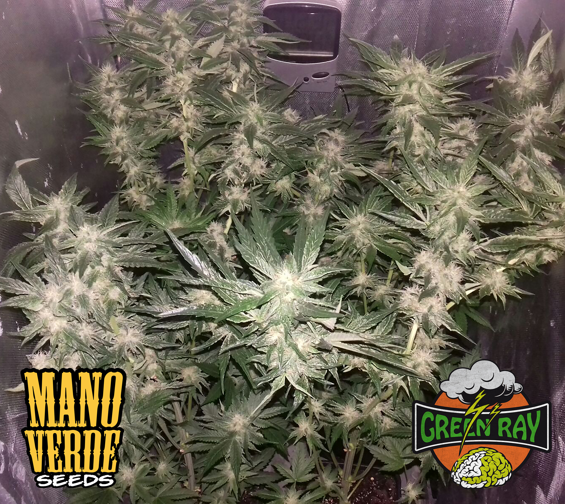 Green Ray Manoverde Seeds 67C-45F-230