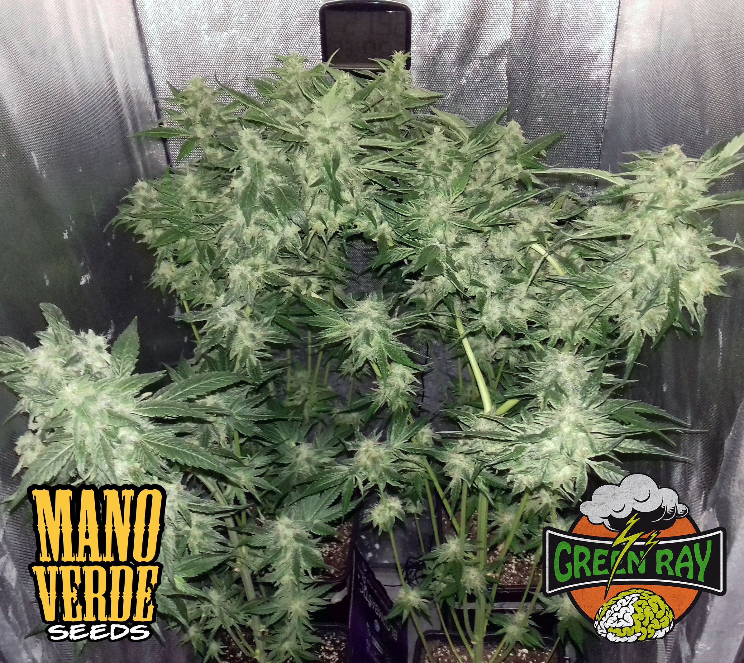 green-ray-manoverde-seeds-76c-54f-230